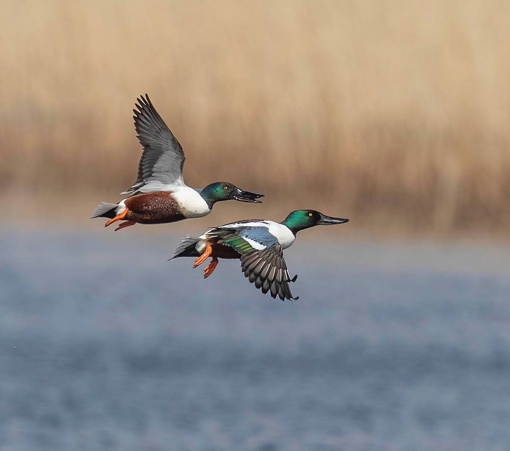John Anderson, https://www.pbase.com/crail_birder